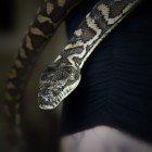 Het houden van slangen